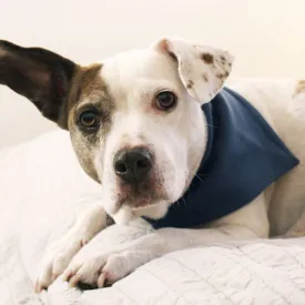 Organic Thermal Pet Bandana