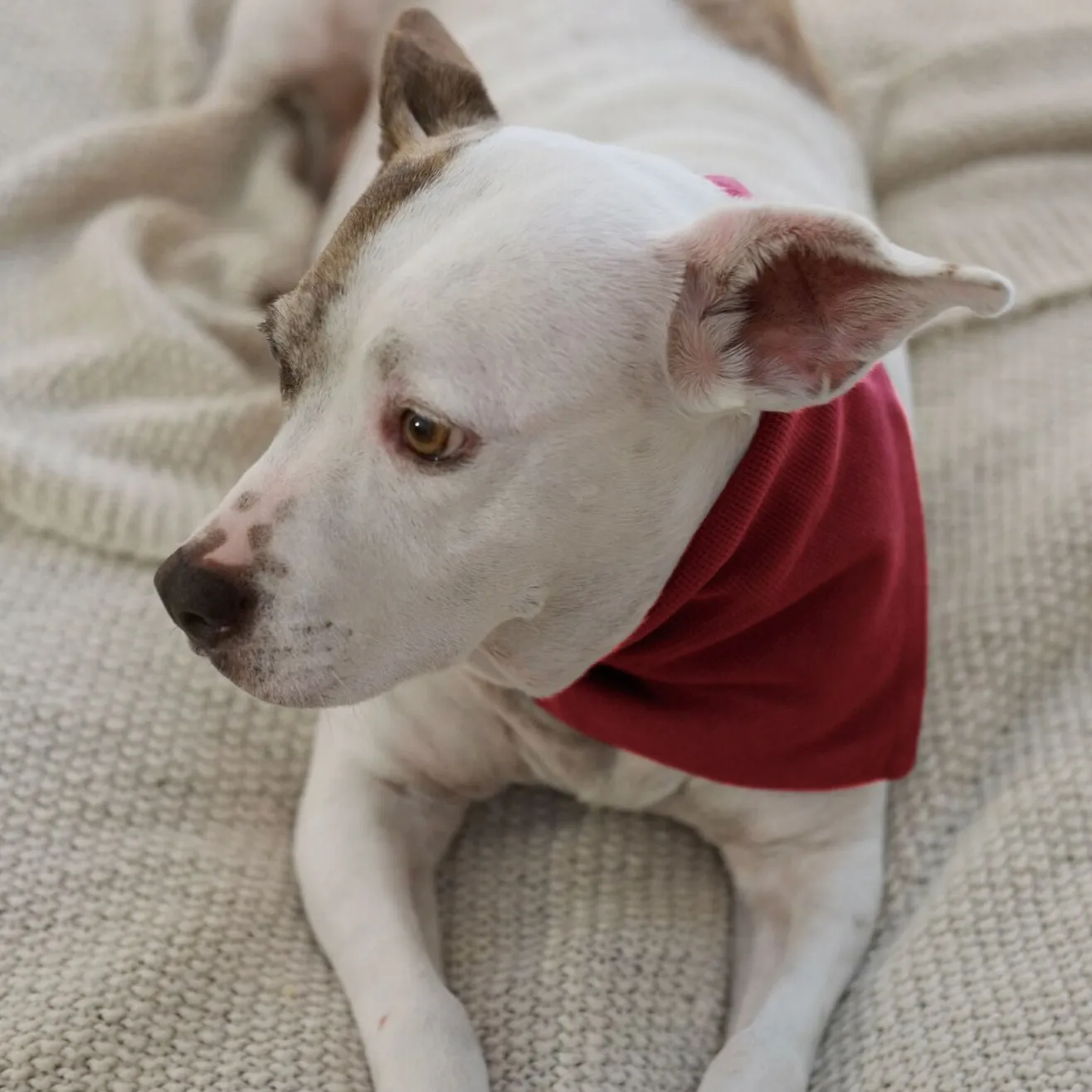 Organic Thermal Pet Bandana